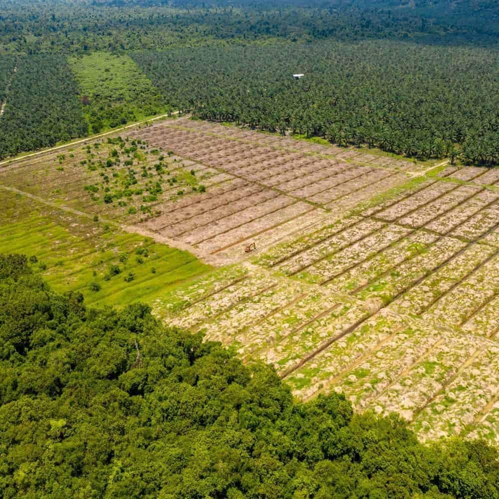 Climate Solution Reforestation Green City Times